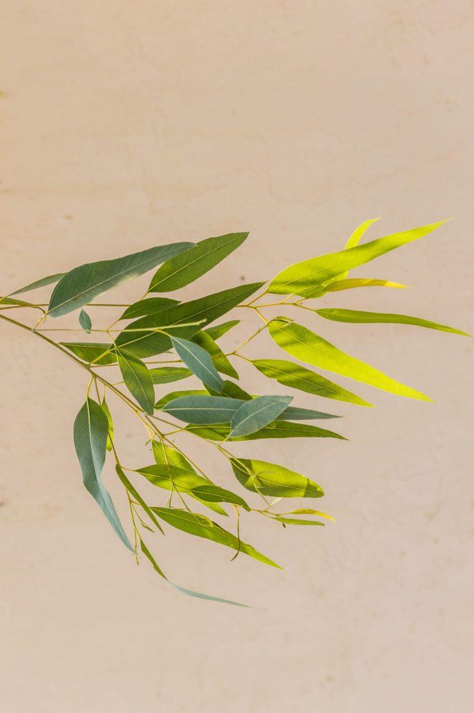 Angus & Celeste Eucalyptus sprig portrait