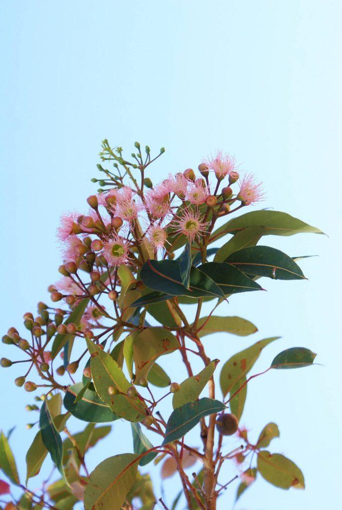 Angus and Celeste Eucalyptus Blossom Inspiration