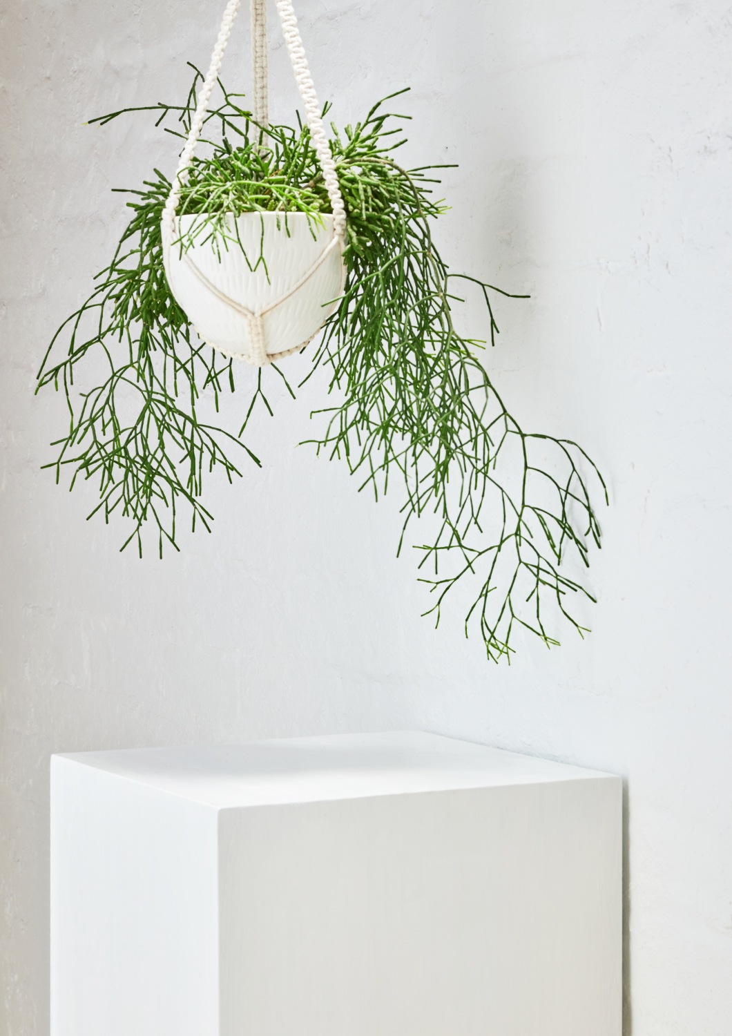 Modern Decorative Hanging Planters, Plant Pots, Tableware & Vases